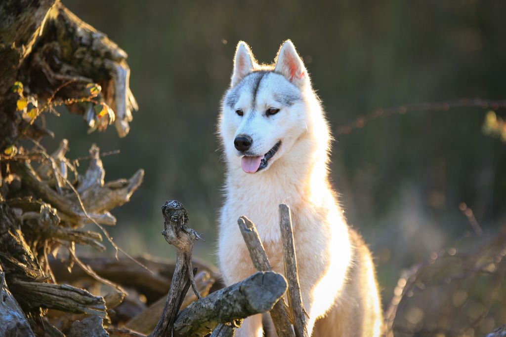 husky burberry