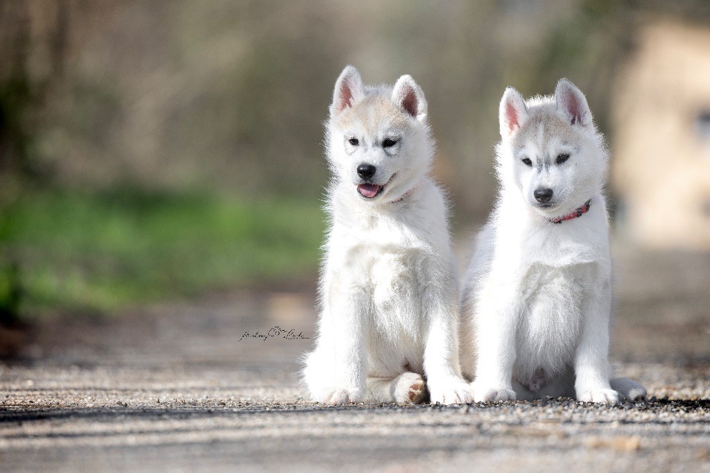 Of The Land Of Midnight - Chiot disponible  - Siberian Husky