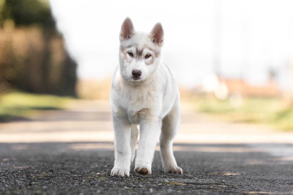 Of The Land Of Midnight - Chiot disponible  - Siberian Husky