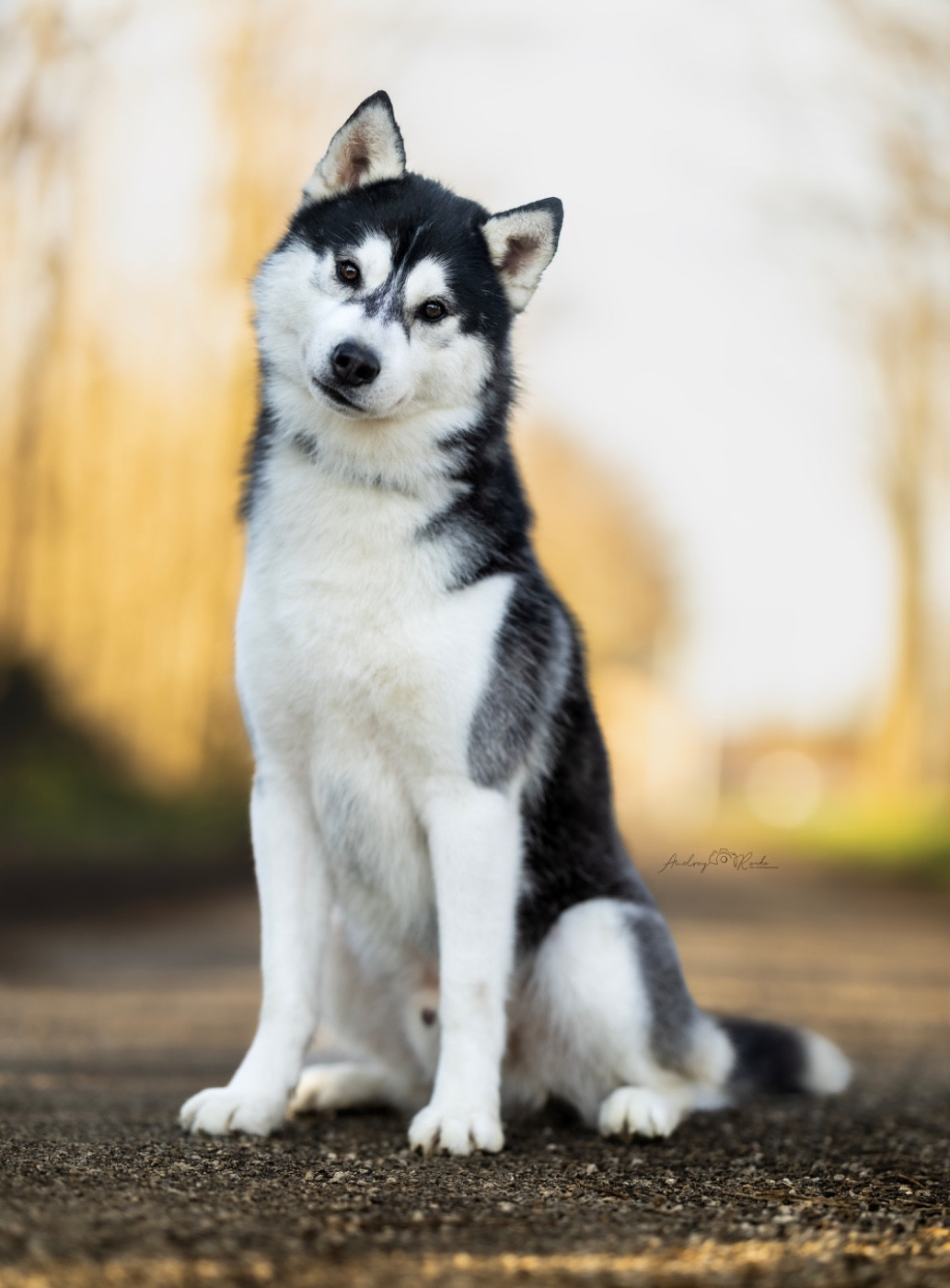 Vanish into dark like batman Kevin's Dream