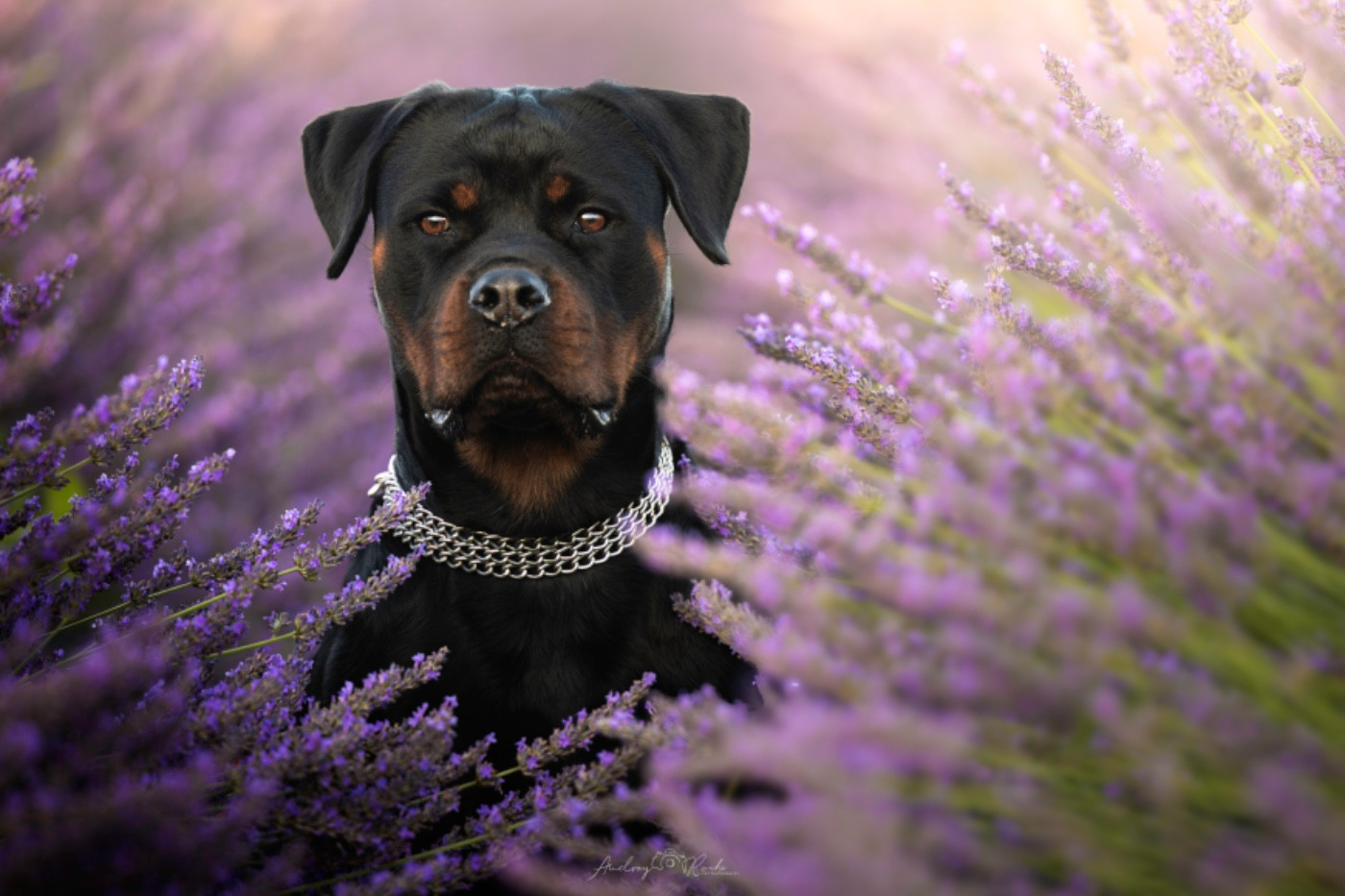 Uskana Of The Land Of Midnight