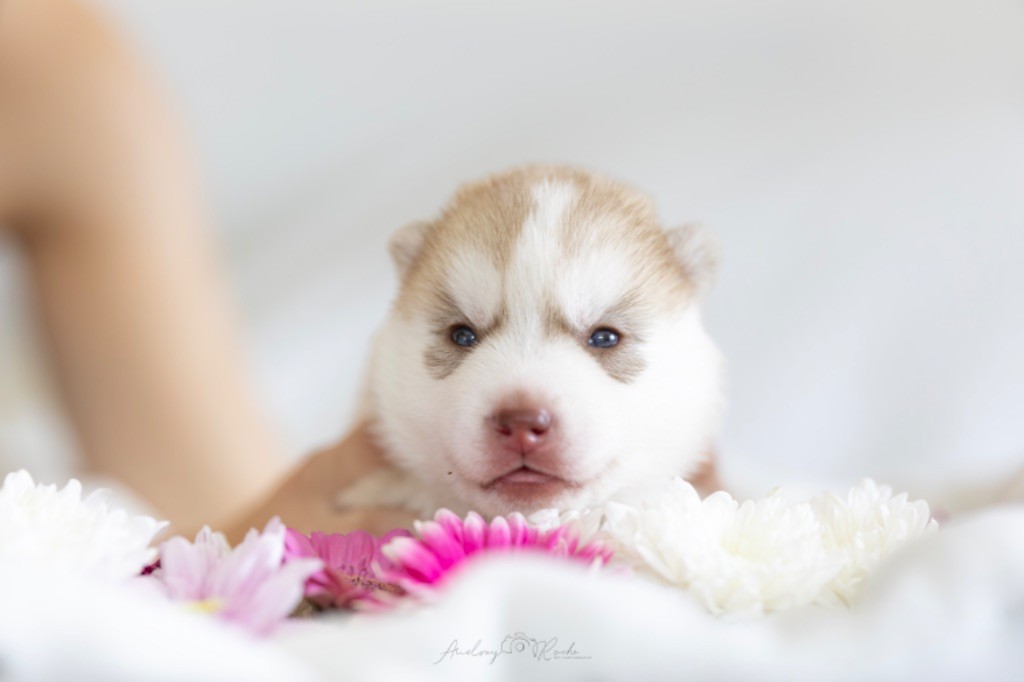 Of The Land Of Midnight - Chiots disponibles - Siberian Husky