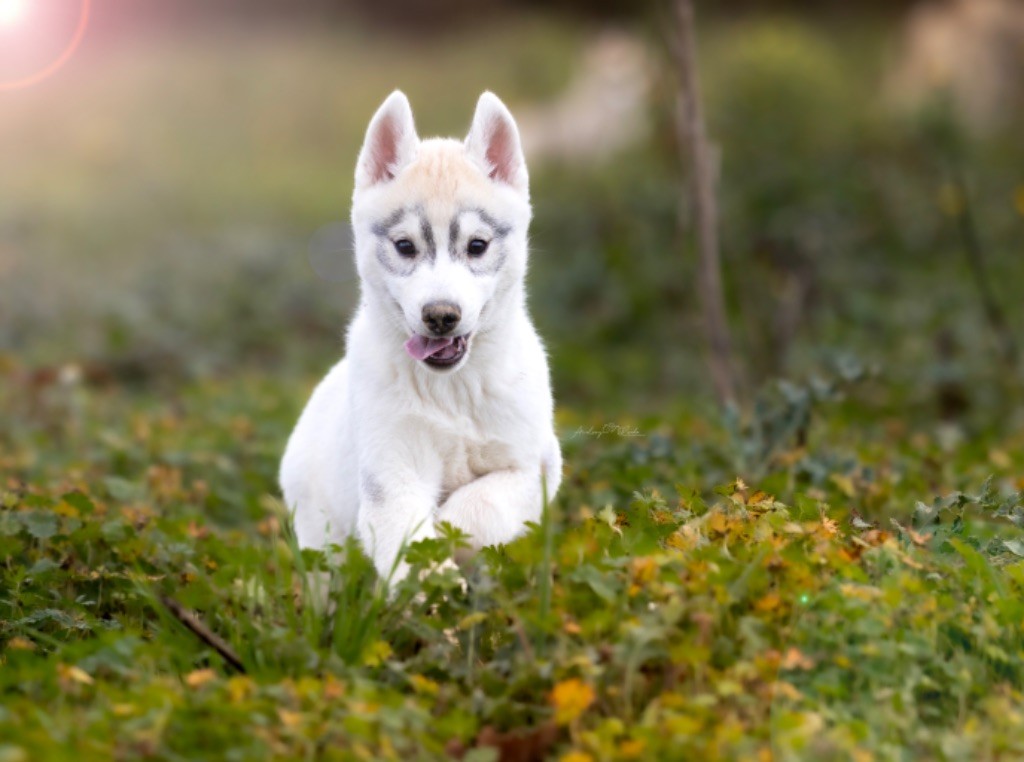 Of The Land Of Midnight - Chiots disponibles - Siberian Husky