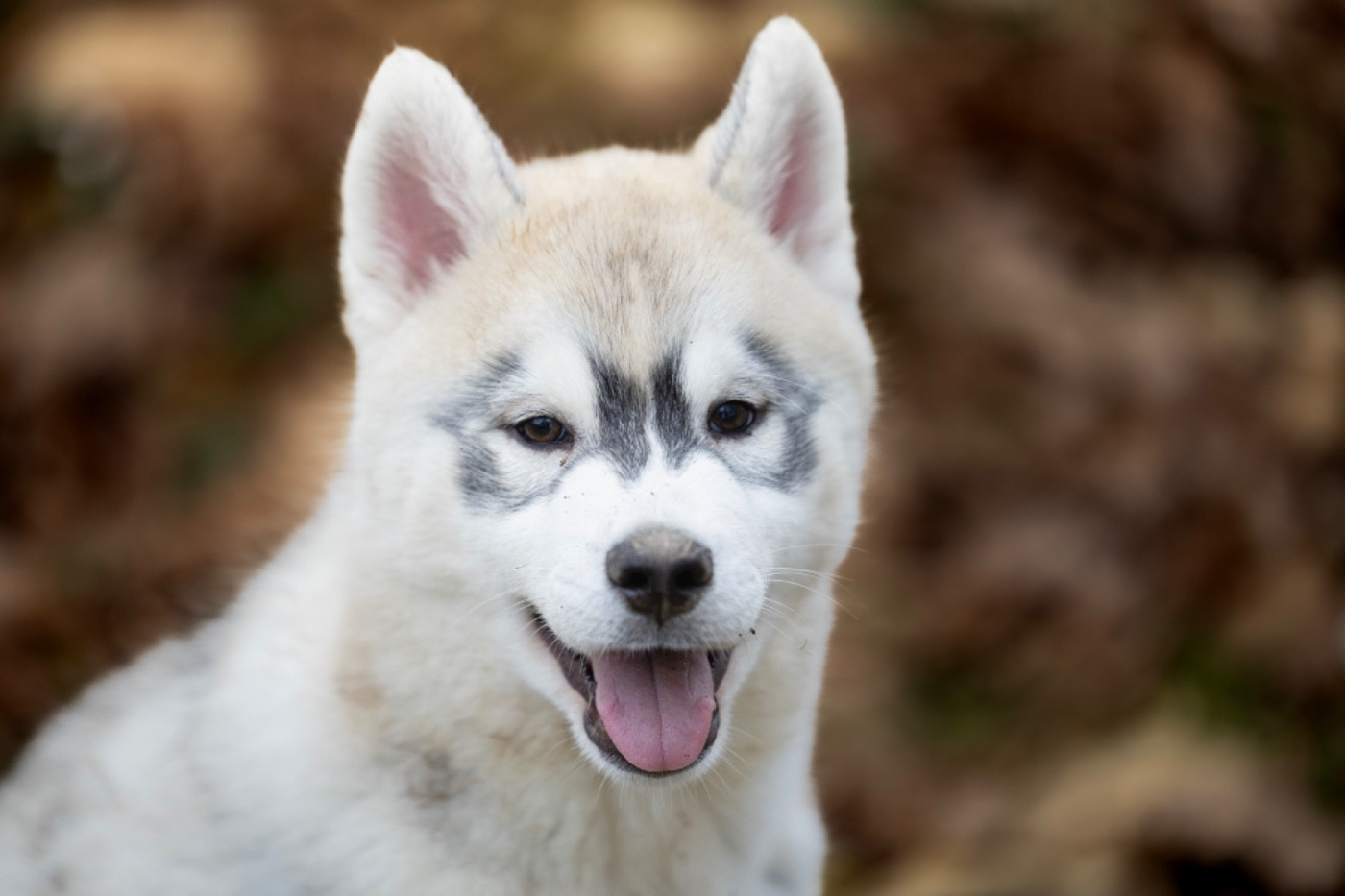 Of The Land Of Midnight - Chiots disponibles - Siberian Husky