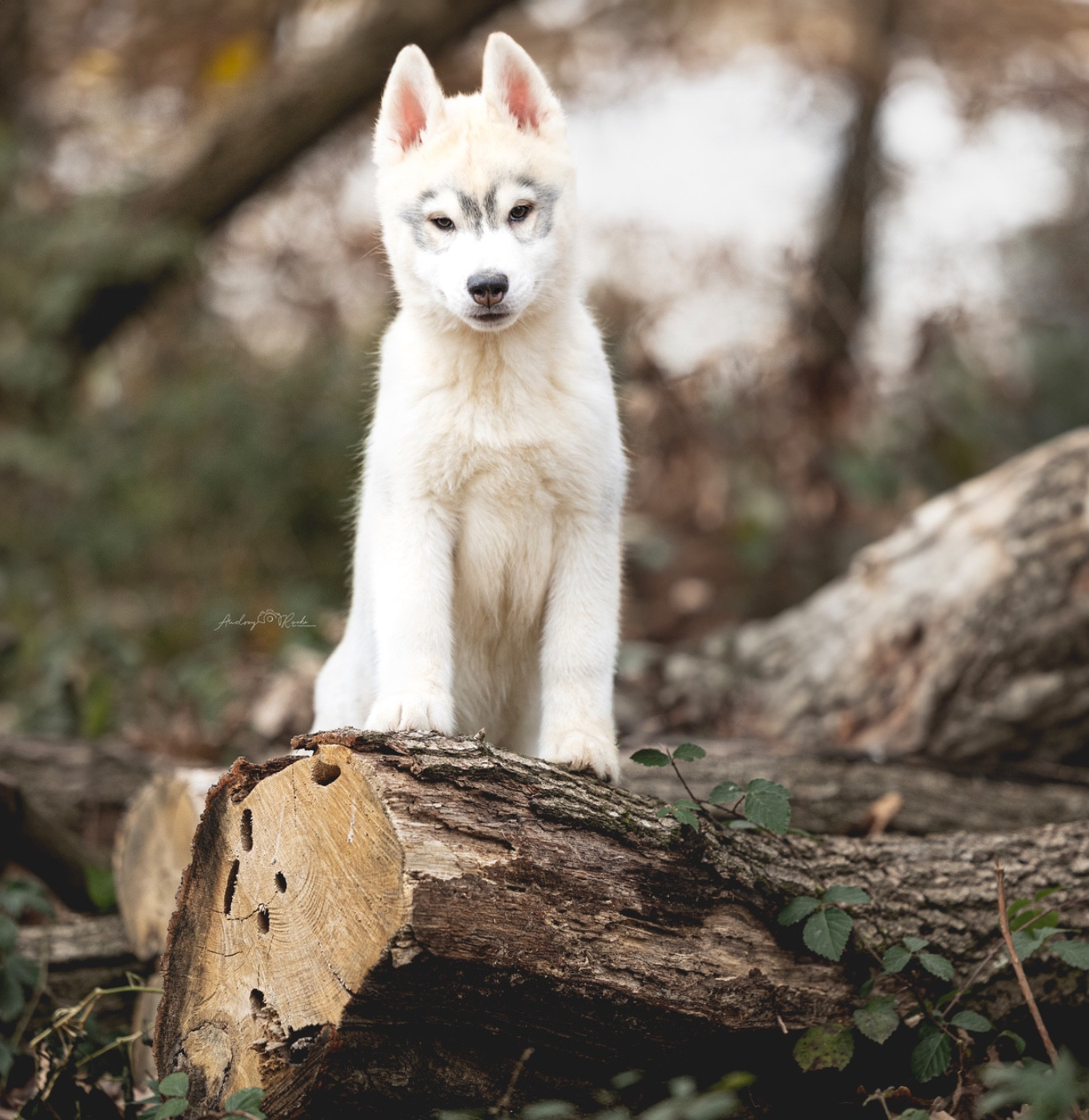 Of The Land Of Midnight - Chiots disponibles - Siberian Husky