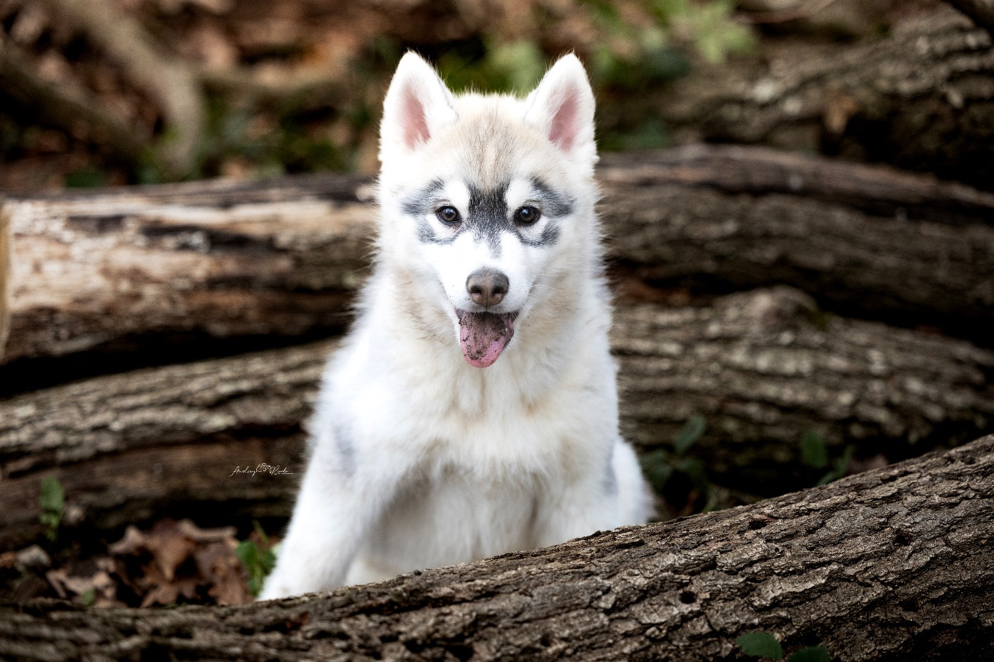 Of The Land Of Midnight - Chiots disponibles - Siberian Husky