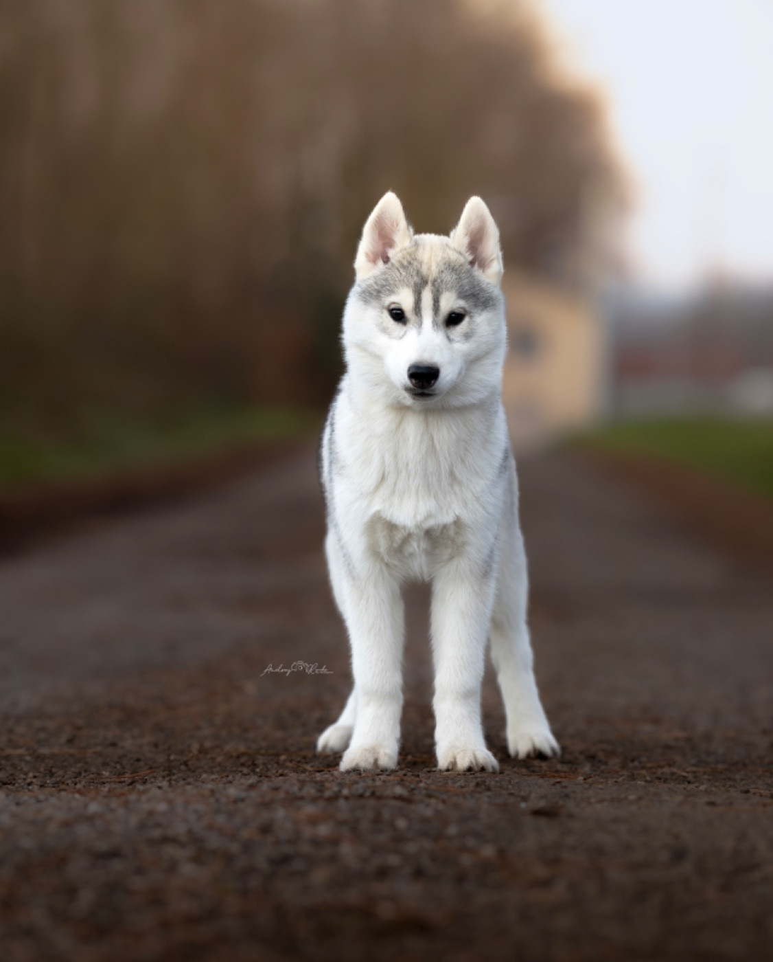 Of The Land Of Midnight - Chiots disponibles - Siberian Husky