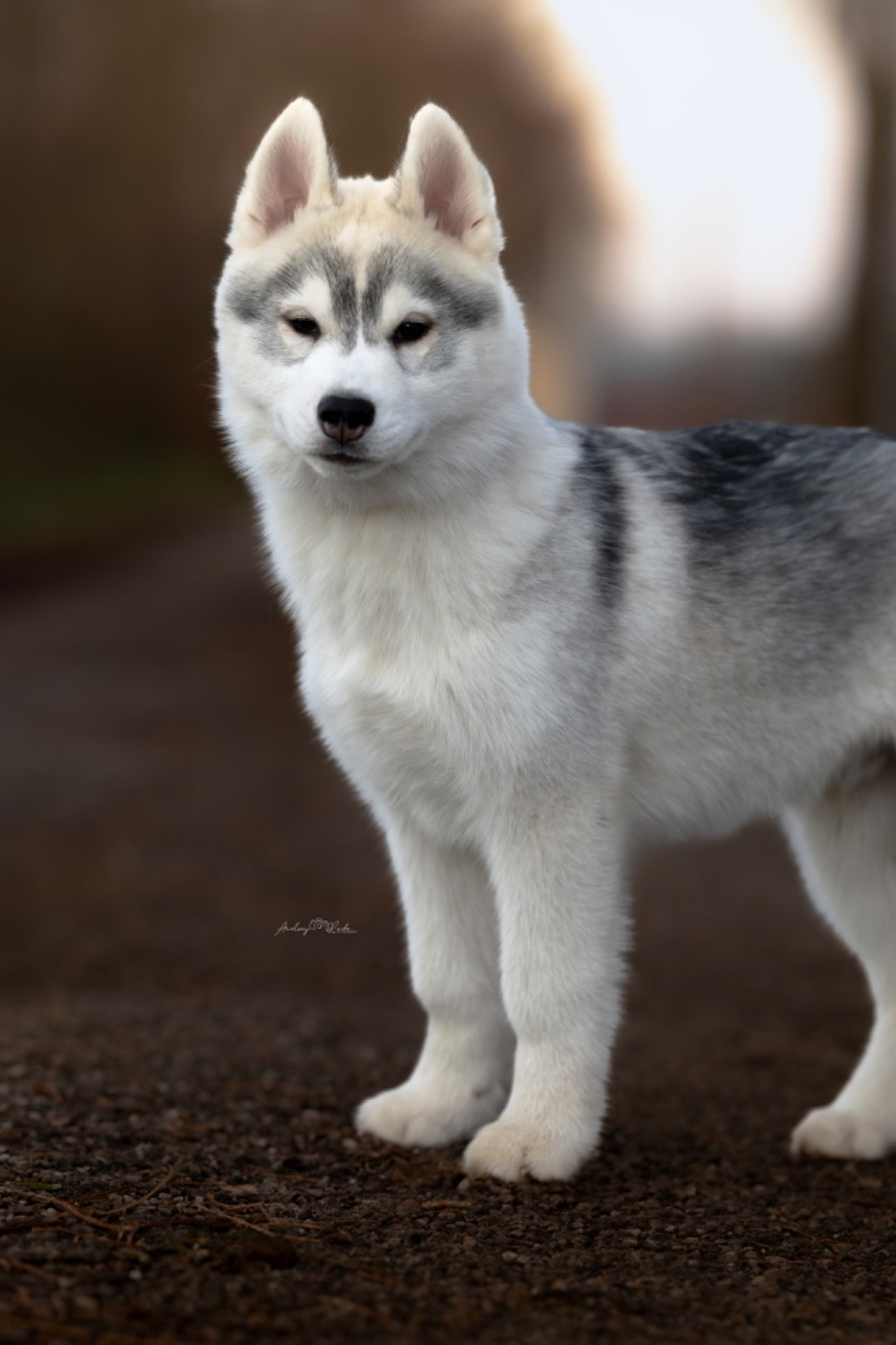 Of The Land Of Midnight - Chiots disponibles - Siberian Husky