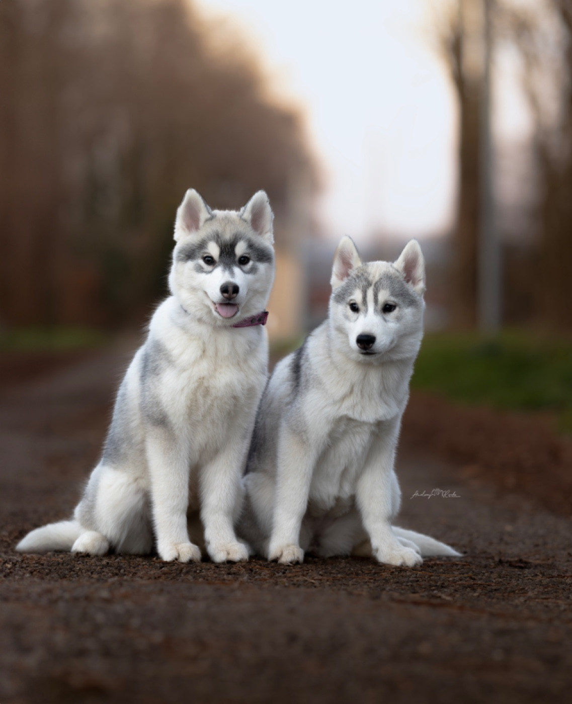 Of The Land Of Midnight - Chiots disponibles - Siberian Husky