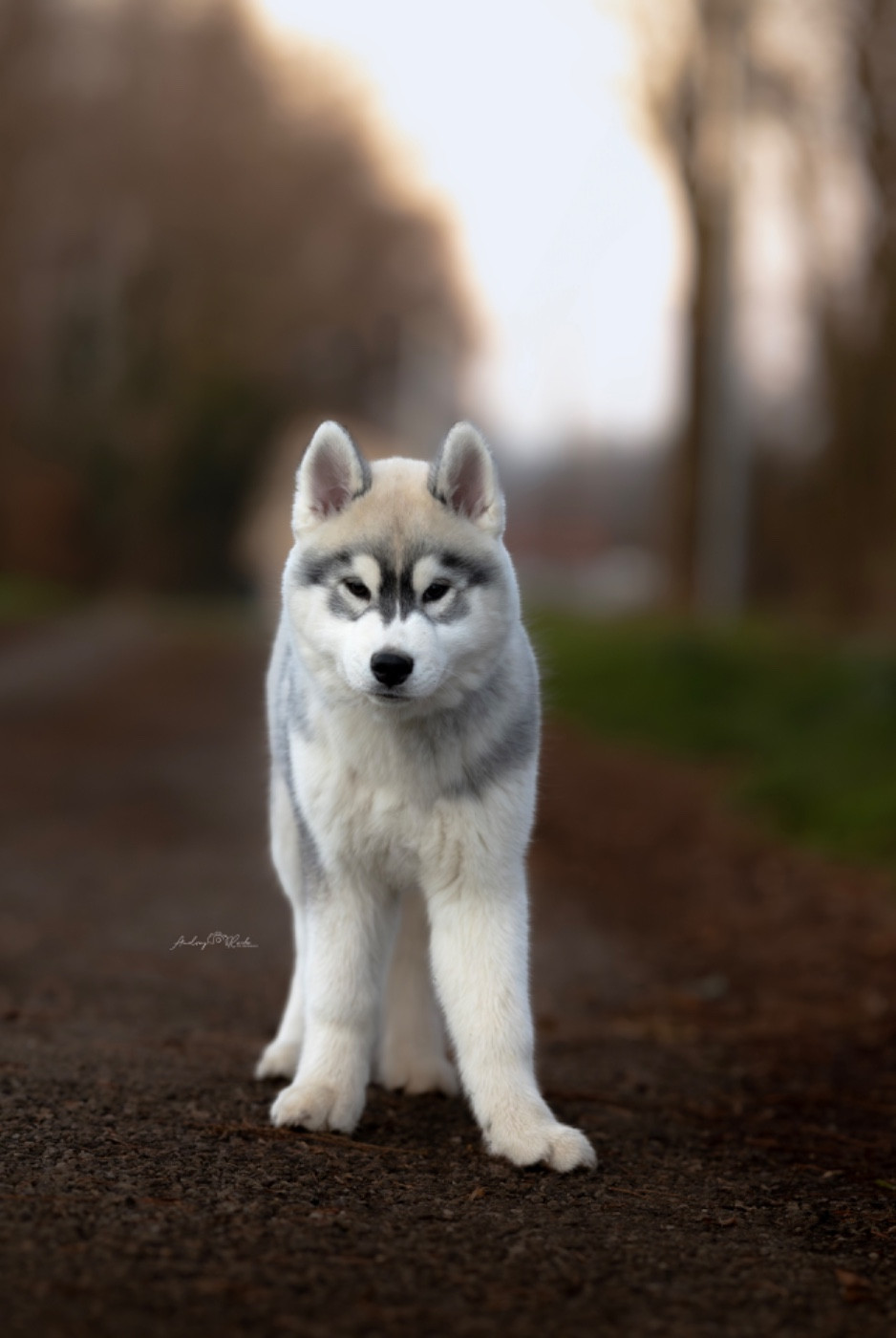 Of The Land Of Midnight - Chiots disponibles - Siberian Husky