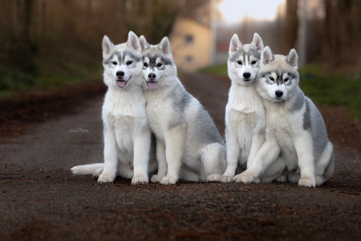 Chiot Siberian Husky Of The Land Of Midnight