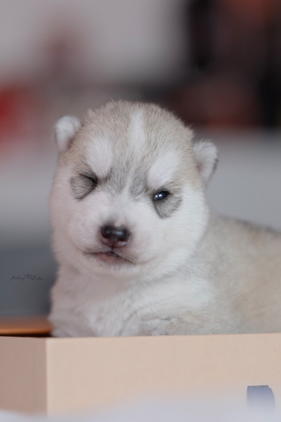Of The Land Of Midnight - Chiots disponibles - Siberian Husky