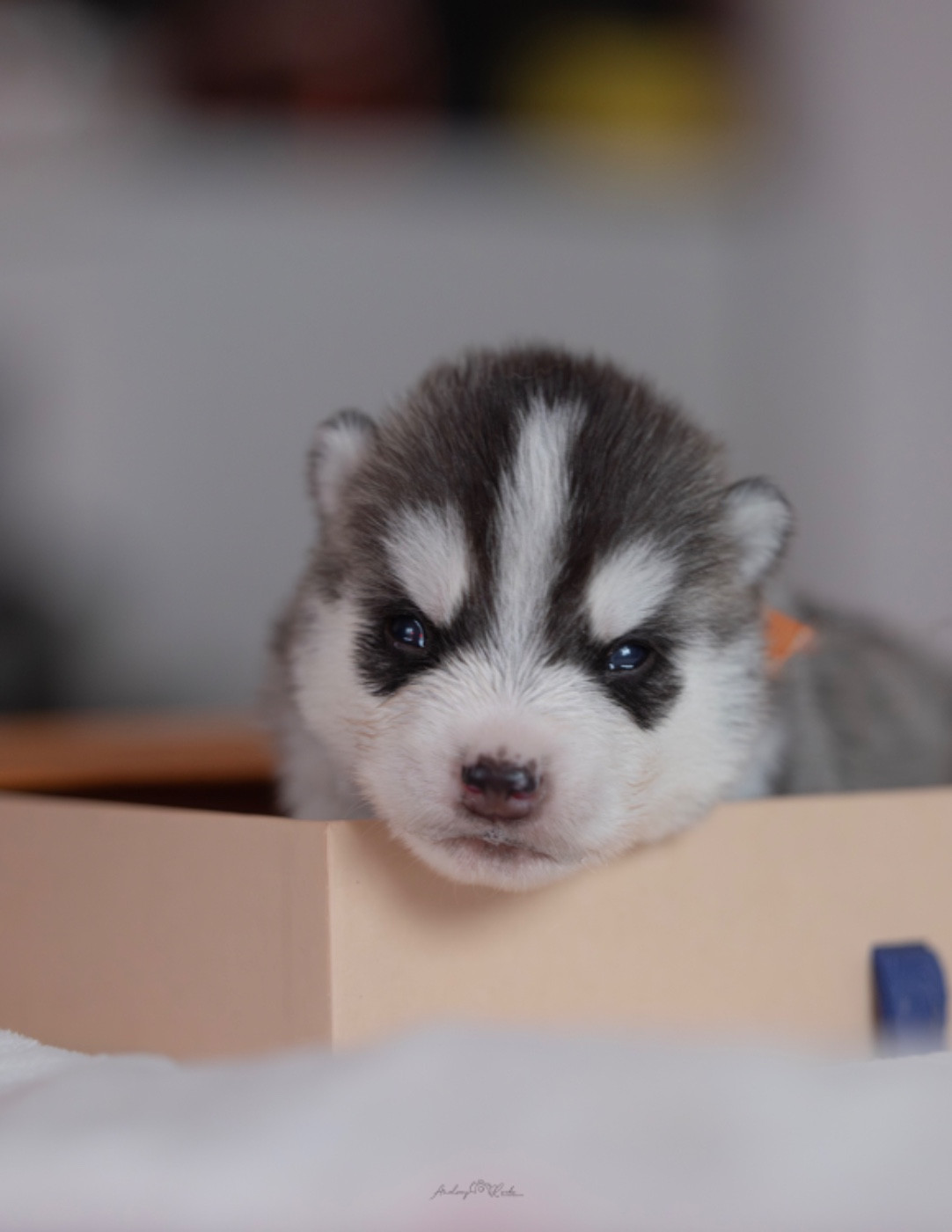 Of The Land Of Midnight - Chiots disponibles - Siberian Husky