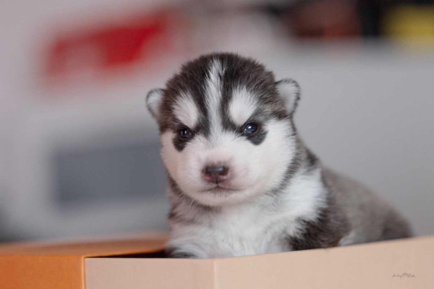 Of The Land Of Midnight - Chiots disponibles - Siberian Husky