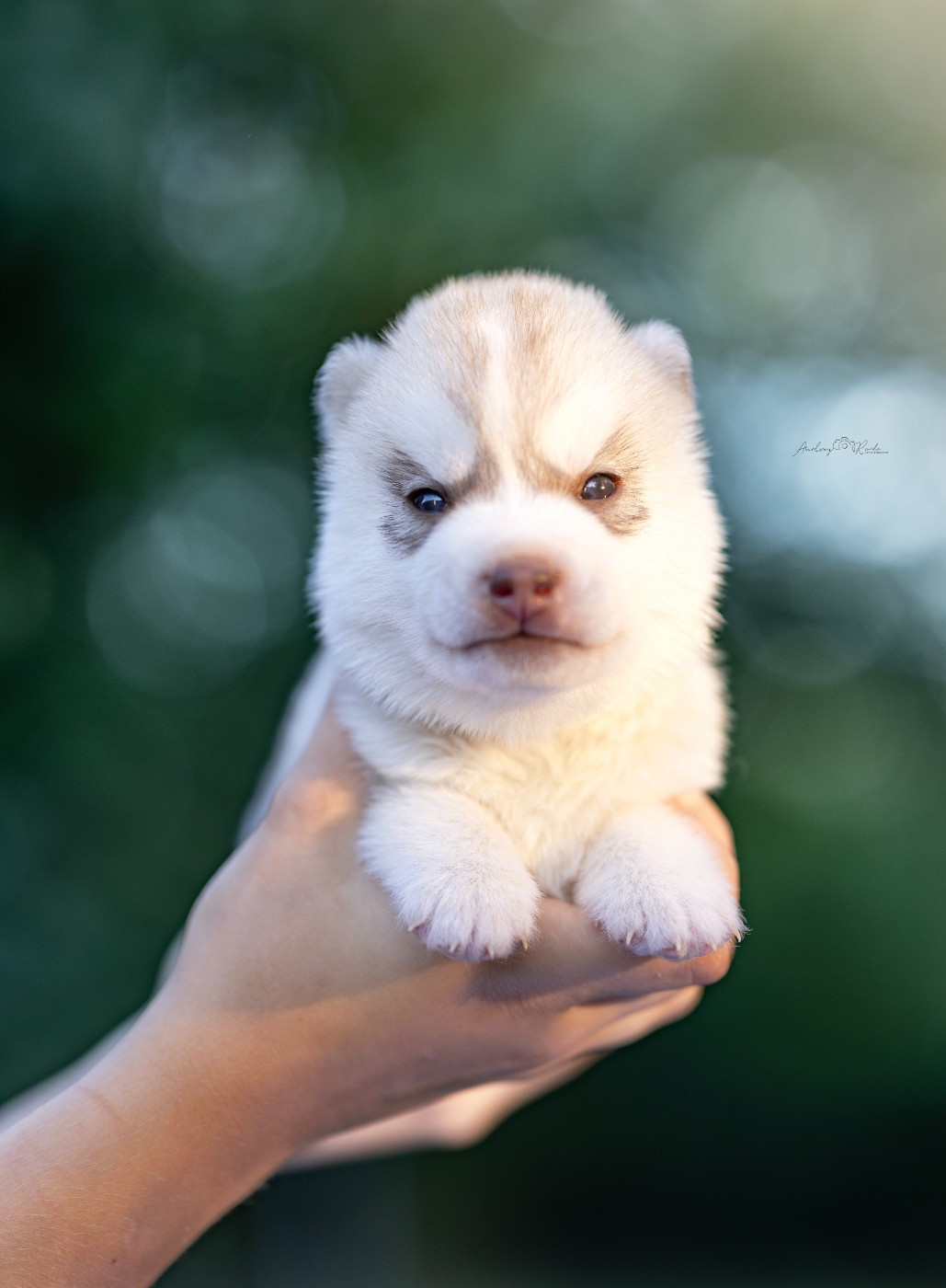 Of The Land Of Midnight - Chiots disponibles - Siberian Husky