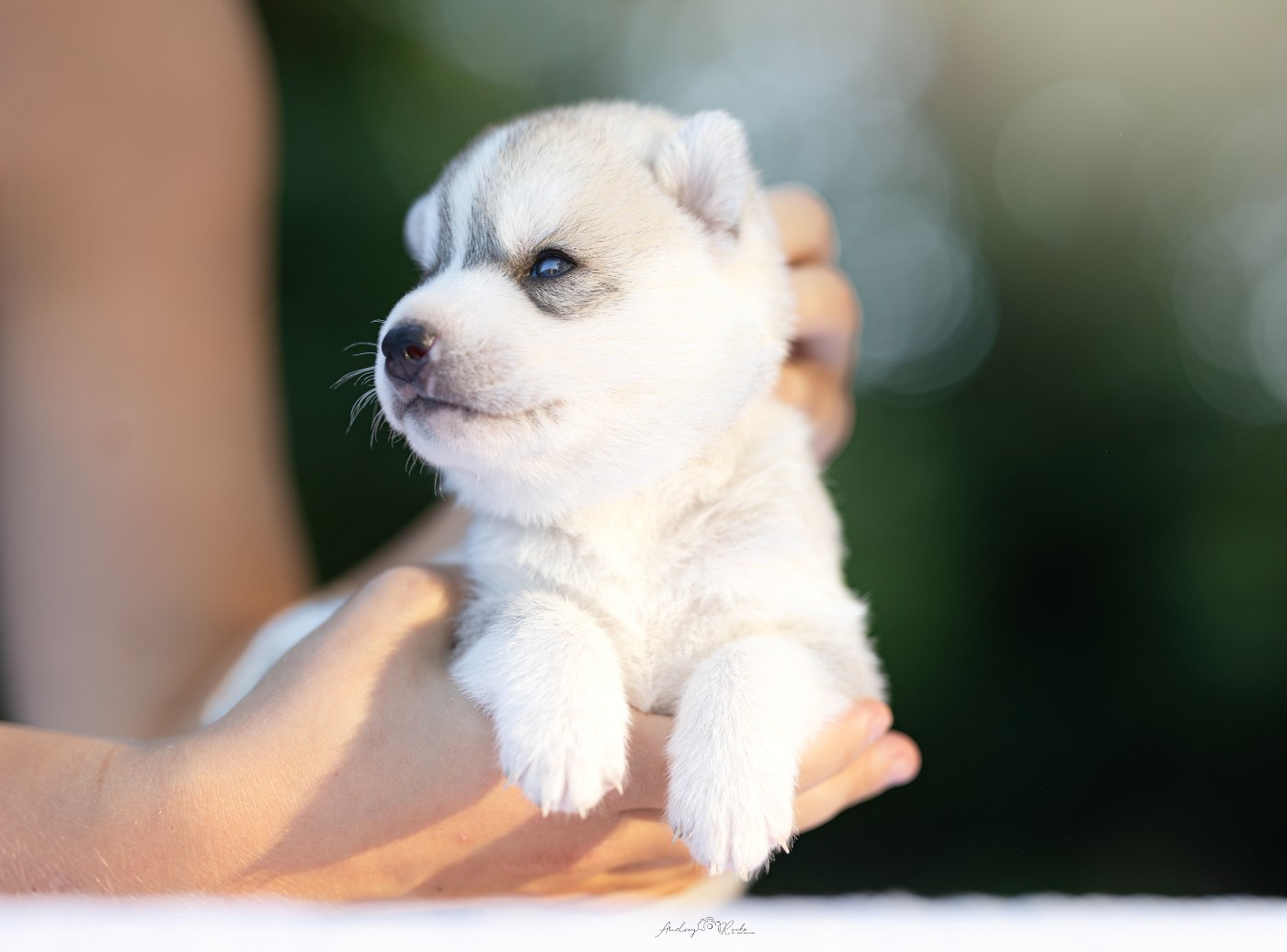 Of The Land Of Midnight - Chiots disponibles - Siberian Husky