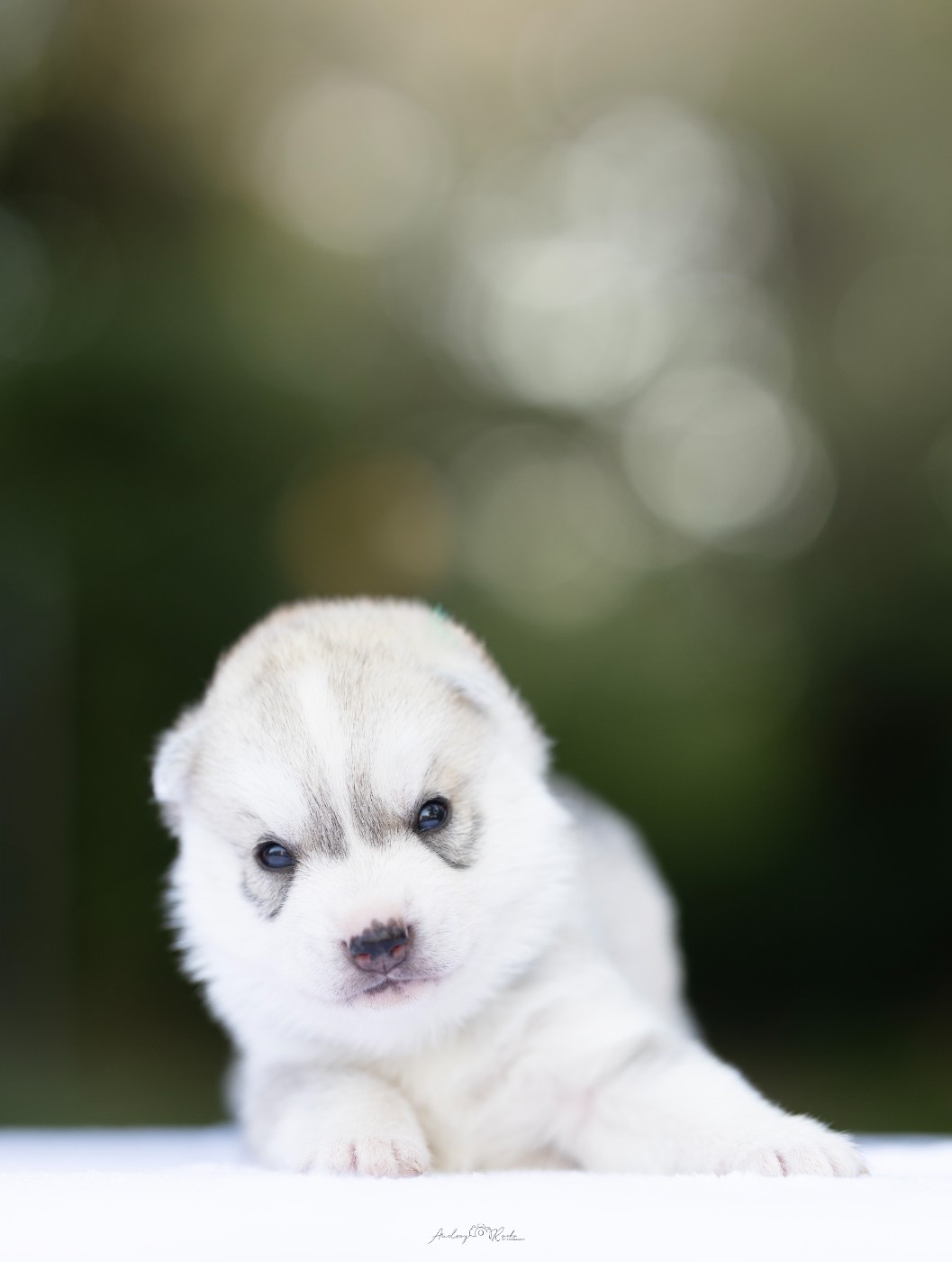 Of The Land Of Midnight - Chiots disponibles - Siberian Husky