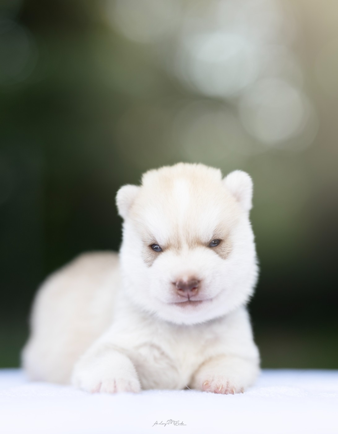 Of The Land Of Midnight - Chiots disponibles - Siberian Husky