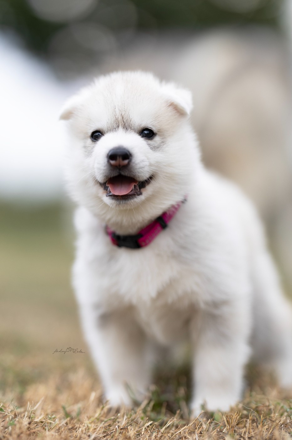 Of The Land Of Midnight - Chiots disponibles - Siberian Husky