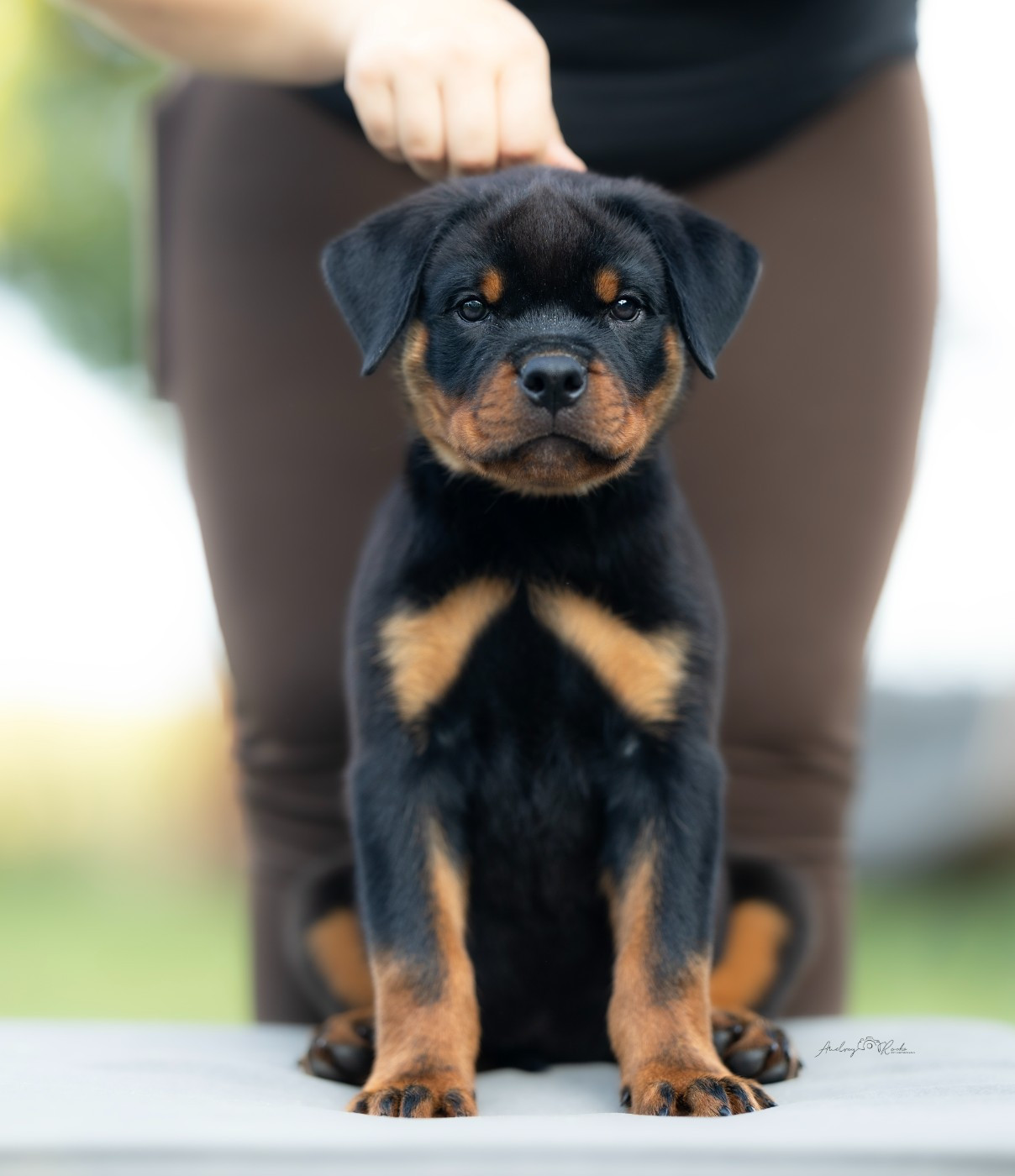 Of The Land Of Midnight - Chiots disponibles - Rottweiler