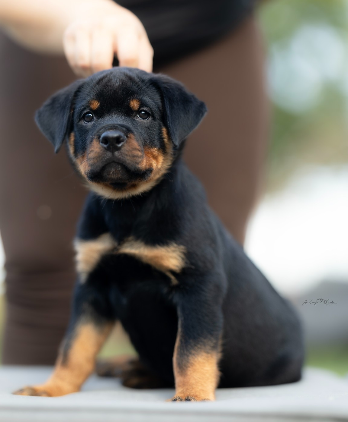Of The Land Of Midnight - Chiots disponibles - Rottweiler