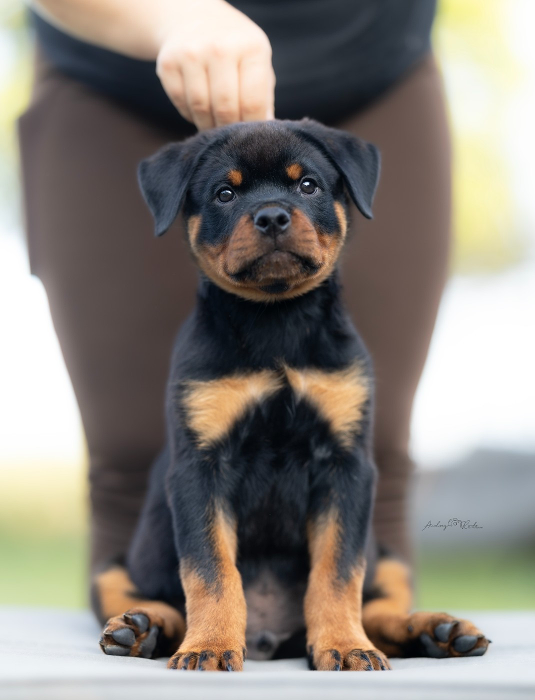 Of The Land Of Midnight - Chiots disponibles - Rottweiler