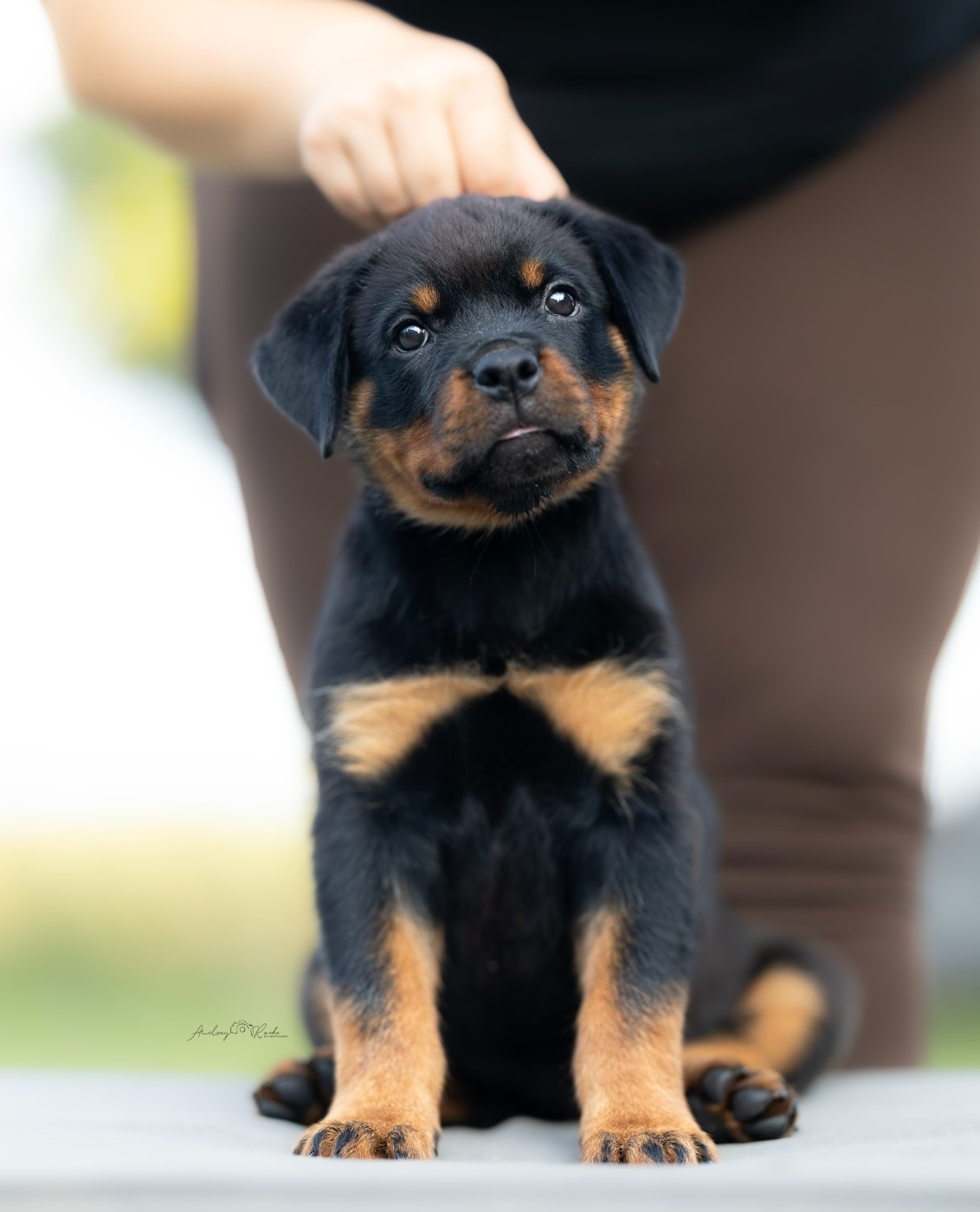 Of The Land Of Midnight - Chiots disponibles - Rottweiler