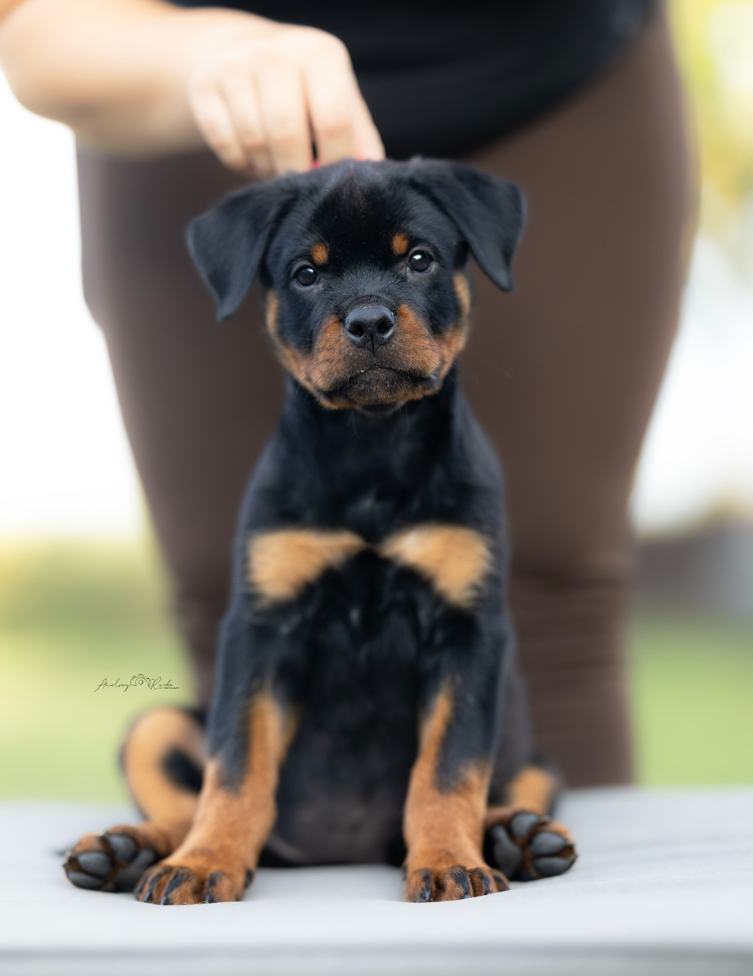 Of The Land Of Midnight - Chiots disponibles - Rottweiler