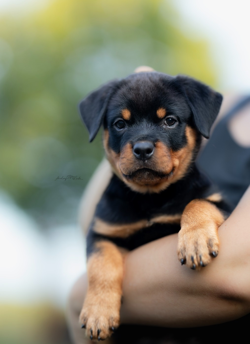 Of The Land Of Midnight - Chiots disponibles - Rottweiler