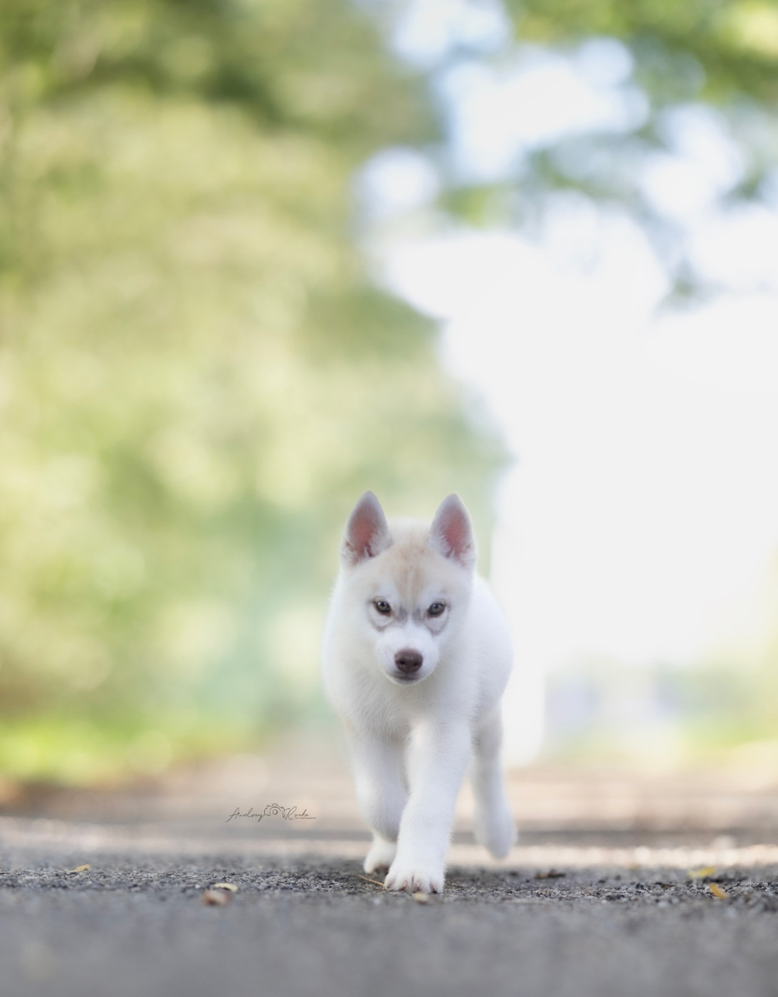Of The Land Of Midnight - Chiots disponibles - Siberian Husky