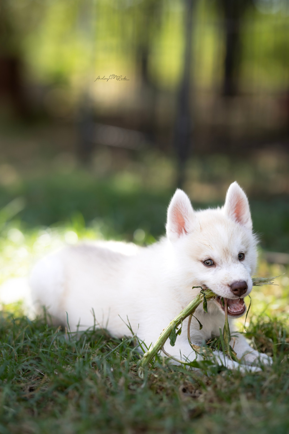 Of The Land Of Midnight - Chiots disponibles - Siberian Husky