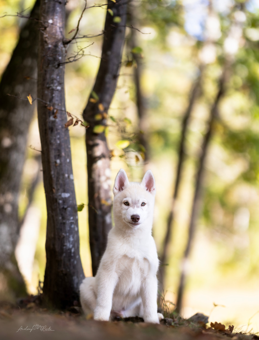 Of The Land Of Midnight - Chiots disponibles - Siberian Husky
