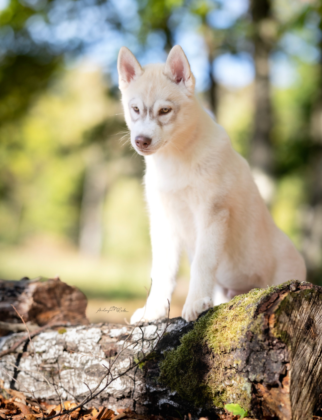 Of The Land Of Midnight - Chiots disponibles - Siberian Husky
