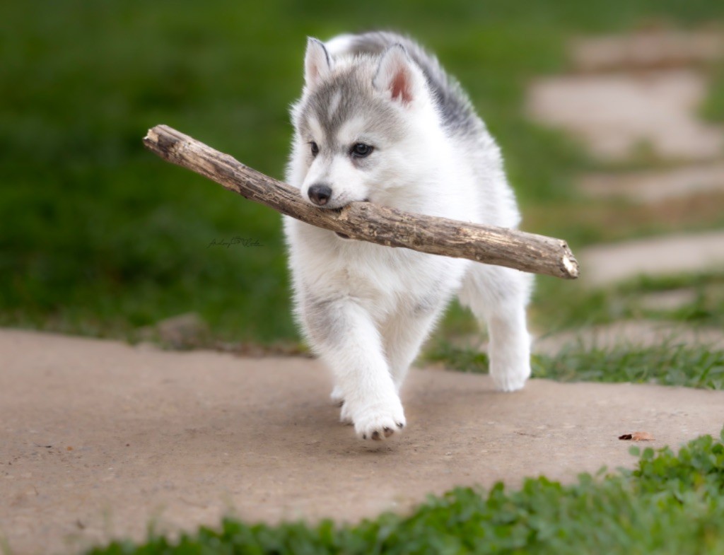 Of The Land Of Midnight - Chiots disponibles - Siberian Husky
