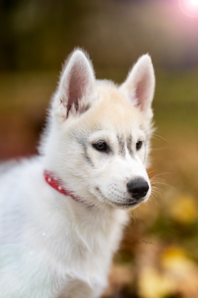 Chiot Siberian Husky Of The Land Of Midnight
