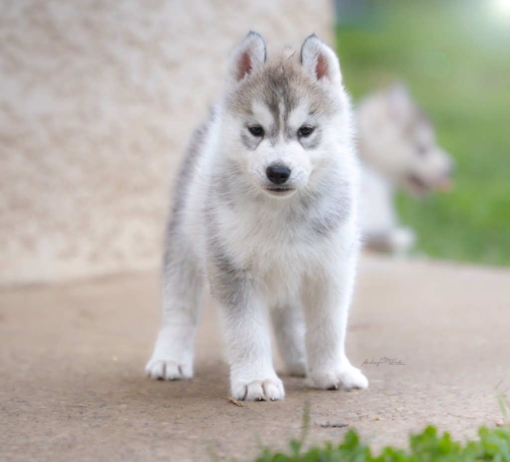 Of The Land Of Midnight - Chiots disponibles - Siberian Husky