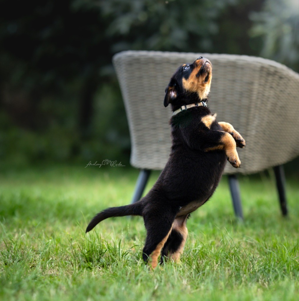 Of The Land Of Midnight - Chiots disponibles - Rottweiler