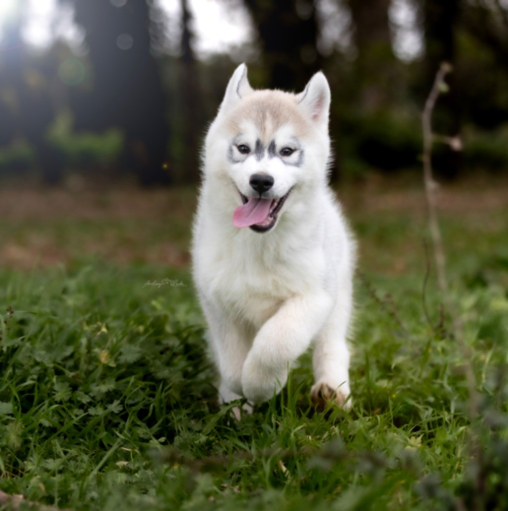 Of The Land Of Midnight - Chiots disponibles - Siberian Husky