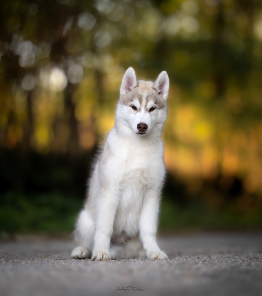 Of The Land Of Midnight - Chiots disponibles - Siberian Husky