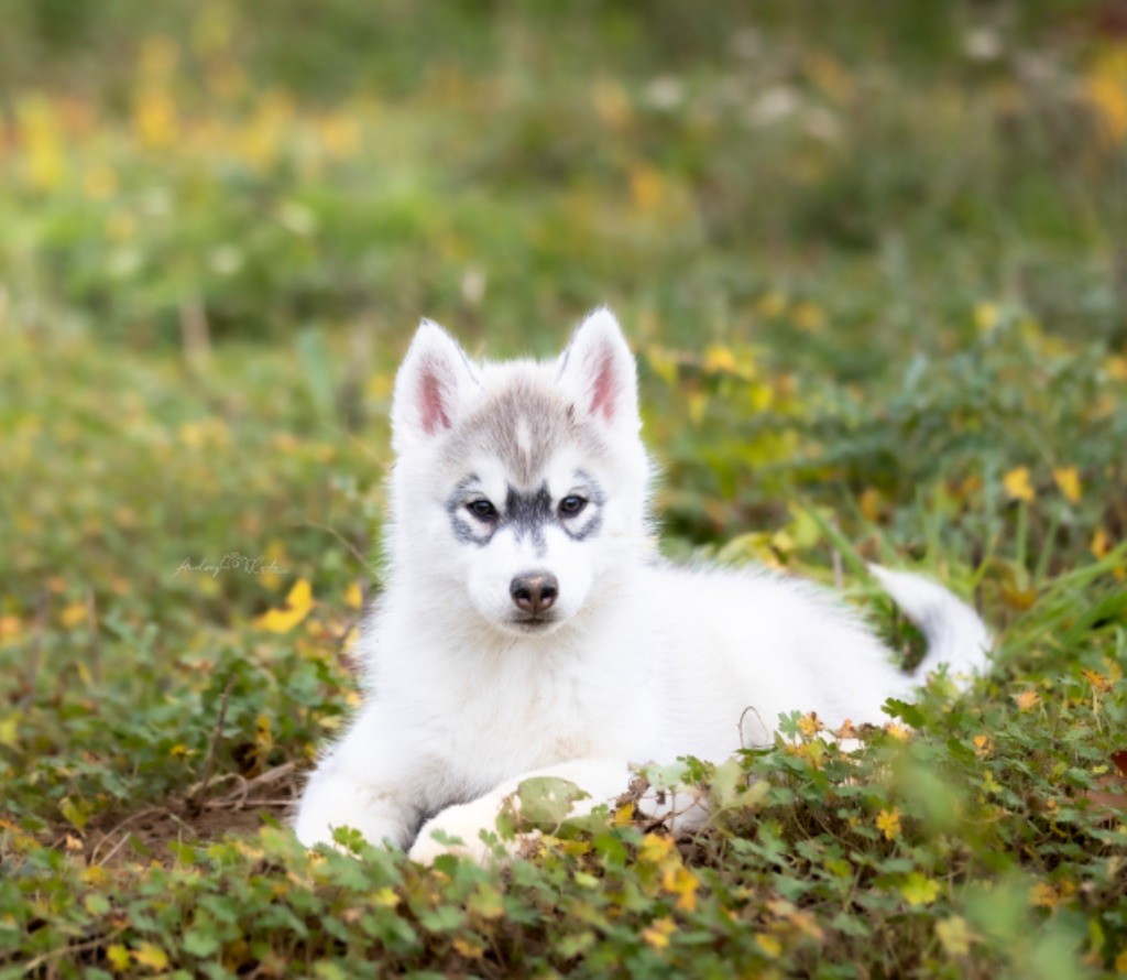 Chiot Siberian Husky Of The Land Of Midnight