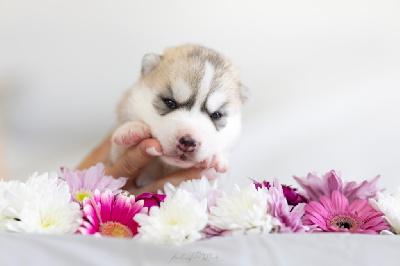 CHIOT 3