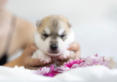 CHIOT 1