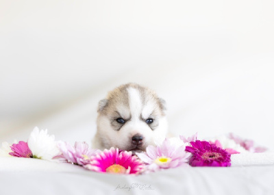CHIOT 4