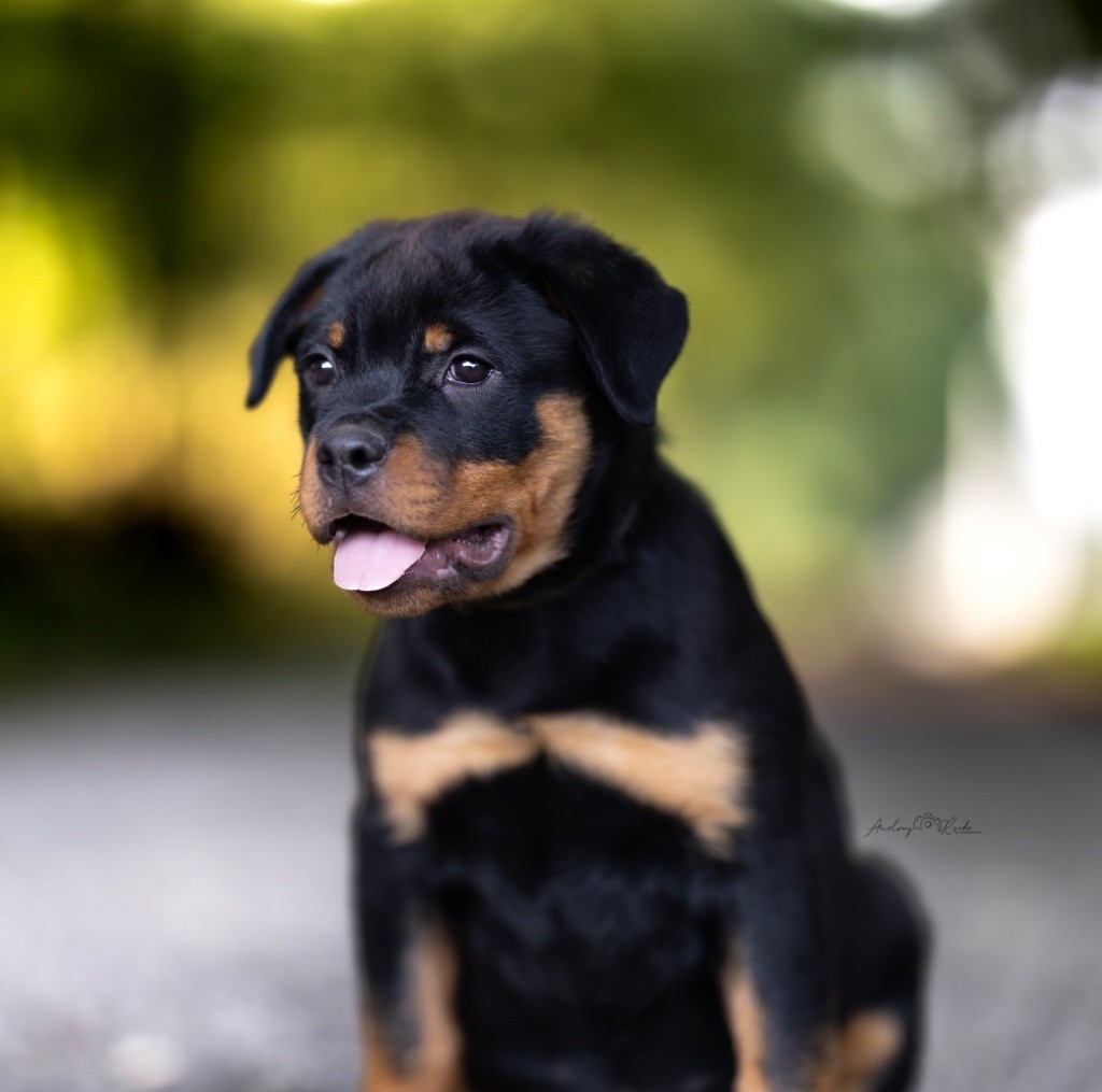 Of The Land Of Midnight - Chiots disponibles - Rottweiler