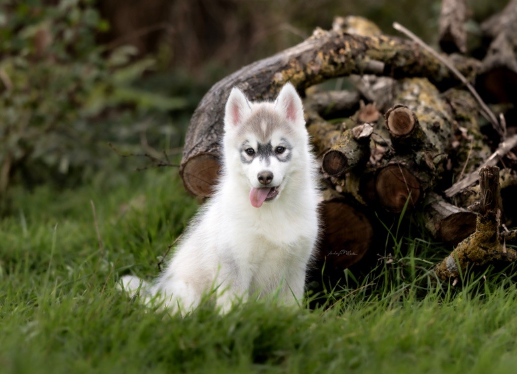 Of The Land Of Midnight - Chiots disponibles - Siberian Husky