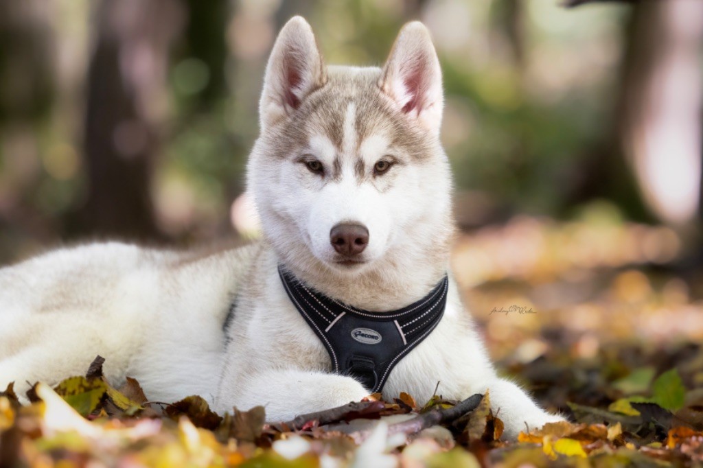 Of The Land Of Midnight - Chiots disponibles - Siberian Husky