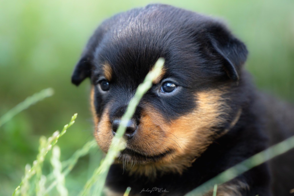 Of The Land Of Midnight - Chiots disponibles - Rottweiler