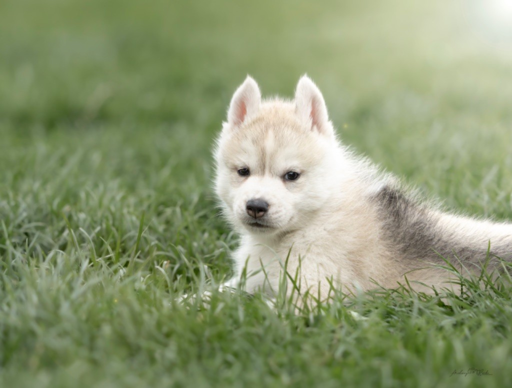 Of The Land Of Midnight - Chiots disponibles - Siberian Husky