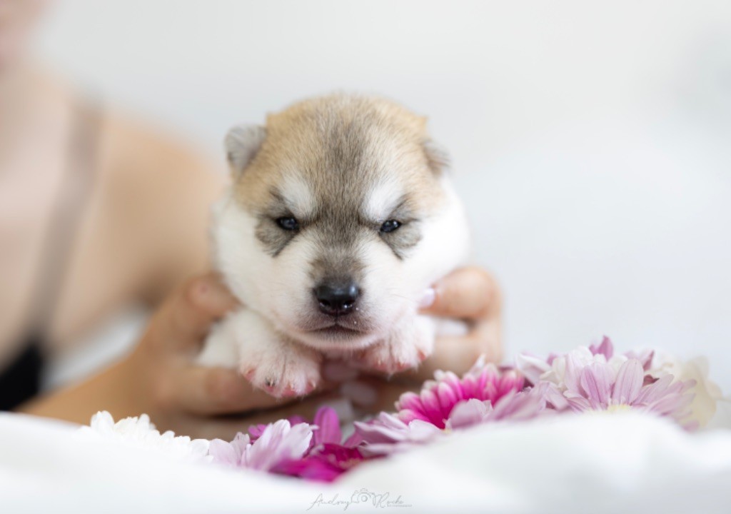 Of The Land Of Midnight - Chiots disponibles - Siberian Husky