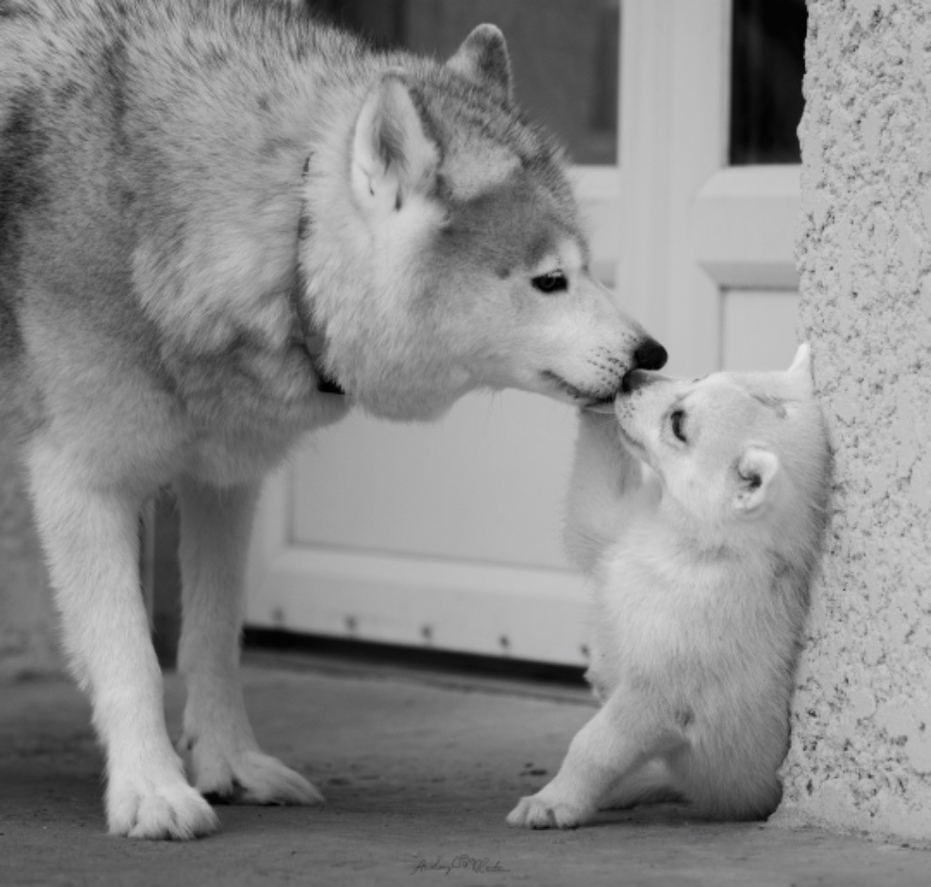 Of The Land Of Midnight - Chiots disponibles - Siberian Husky